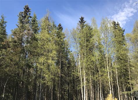 Pollen count fairbanks - On May 11, the birch pollen count in Fairbanks was a sky-high 7,045 parts per cubic meter of air, according to Foundation Health Partners. The count smashes Fairbanks’ previous record of 4,290 ...